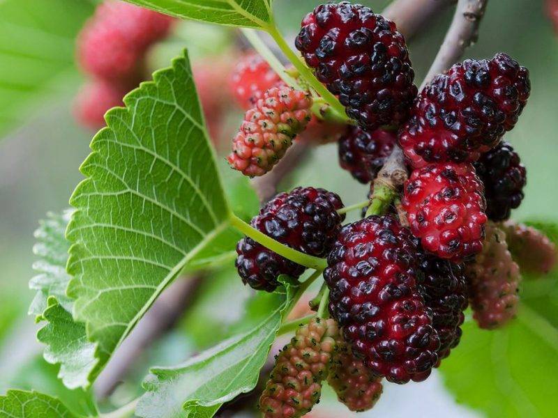 Шелковица купить саженцы из питомнике в Анжеро-Судженске