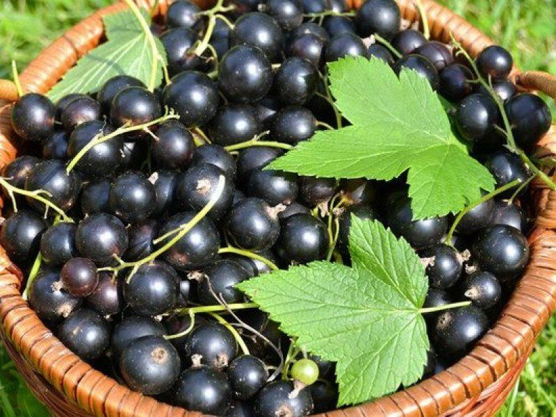 Смородина купить саженцы из питомника в Анжеро-Судженске
