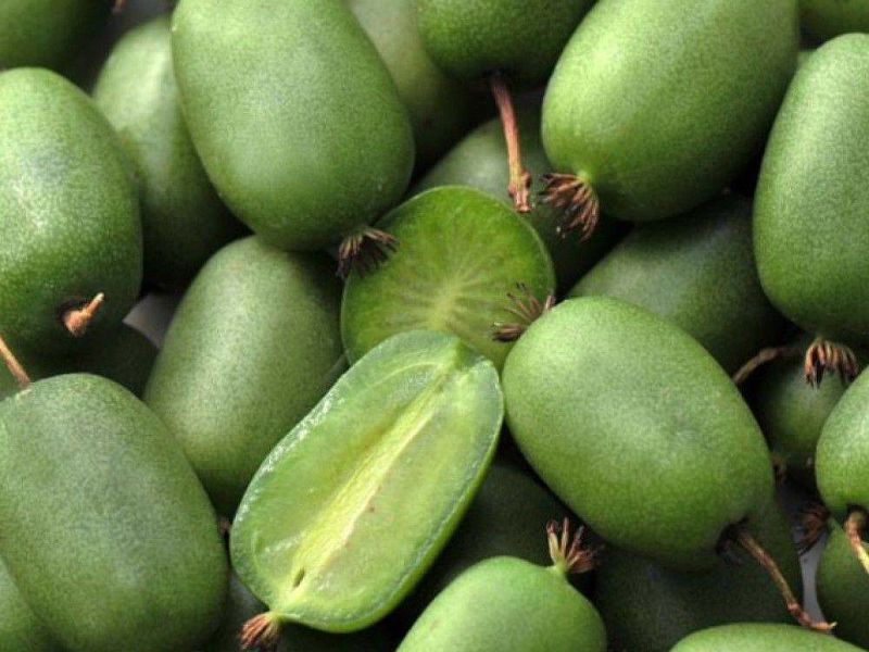 Актинидия купить саженцы из питомнике в Анжеро-Судженске