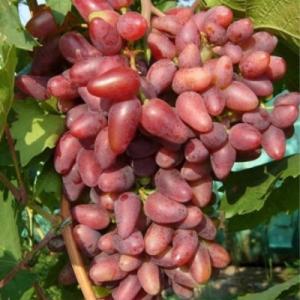 Виноград "ДУБОВСКИЙ РОЗОВЫЙ"